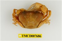 藏品(屏東澤蟹)的圖片